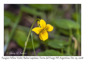 Fuegian Yellow Violet