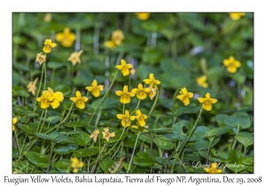 Fuegian Yellow Violet