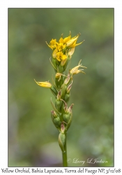 Yellow Orchid