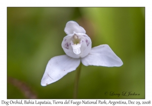 Dog Orchid