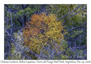 Chinese Lantern or False Mistletoe