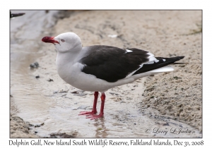 Dolphin Gull