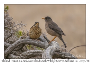 Falkland Thrush & chick