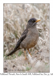 Falkland Thrush