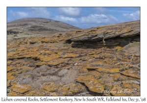 Lichen Covered Rocks