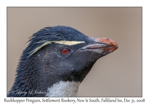 Rockhopper Penguin