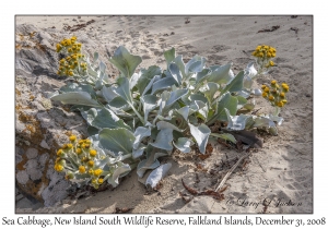 Sea Cabbage