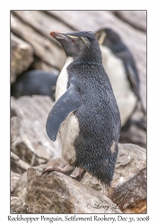 Rockhopper Penguin