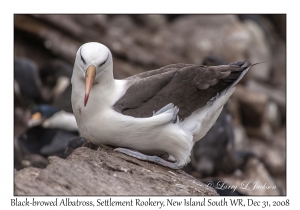 Black-browed Albatross