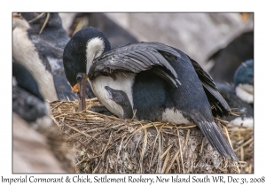 Imperial Cormorant & chick