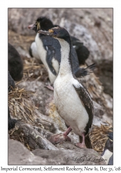 Imperial Cormorant