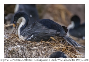 Imperial Cormorant