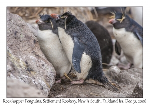 Rockhopper Penguins