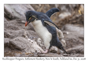 Rockhopper Penguin