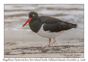 Magellanic Oystercatcher