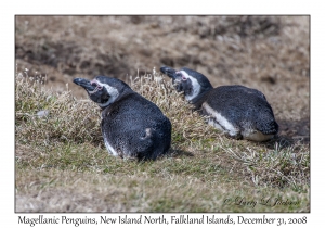 Magellanic Penquins