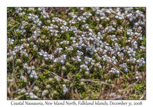 Coastal Nassauvia