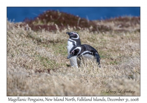 Magellanic Penquins