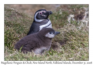 Magellanic Penquin & Chick