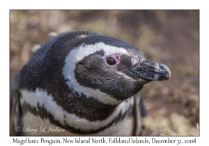 Magellanic Penquin