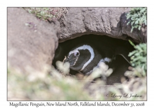 Magellanic Penquin