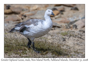 Greater Upland Goose, male