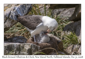 Black-browed Albatross & chick