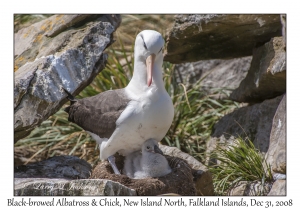 Black-browed Albatross & chick