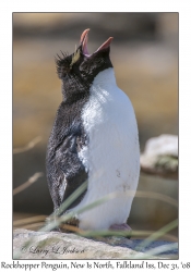 Rockhopper Penguin