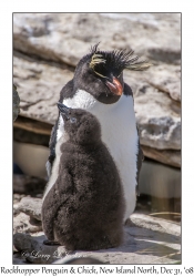 Rockhopper Penguin