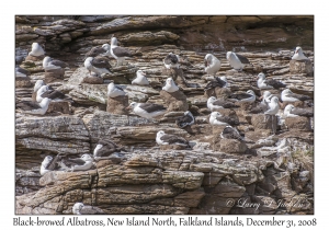 Black-browed Albatross