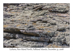 Lichen Covered Rocks