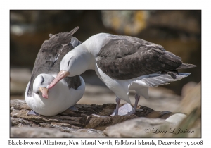 Black-browed Albatross