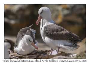 Black-browed Albatross