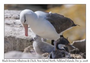 Black-browed Albatross & chick