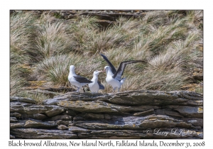 Black-browed Albatross