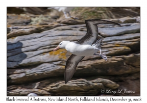 Black-browed Albatross