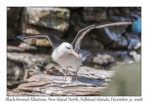 Black-browed Albatross