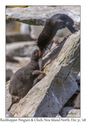 Rockhopper Penguin & chick