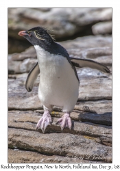 Rockhopper Penguin