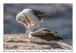 Black-browed Albatross