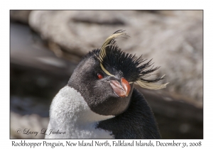 Rockhopper Penguin