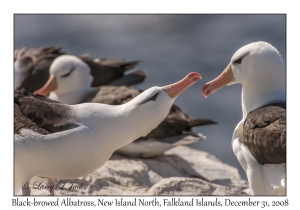 Black-browed Albatross