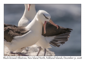 Black-browed Albatross