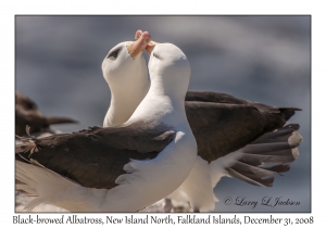 Black-browed Albatross