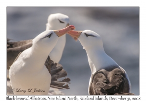 Black-browed Albatross