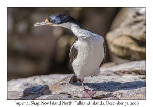 Imperial Shag (Cormorant)