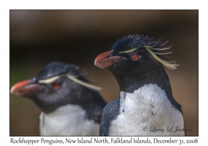 Rockhopper Penguins