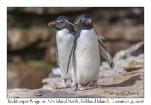 Rockhopper Penguins