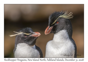 Rockhopper Penguins